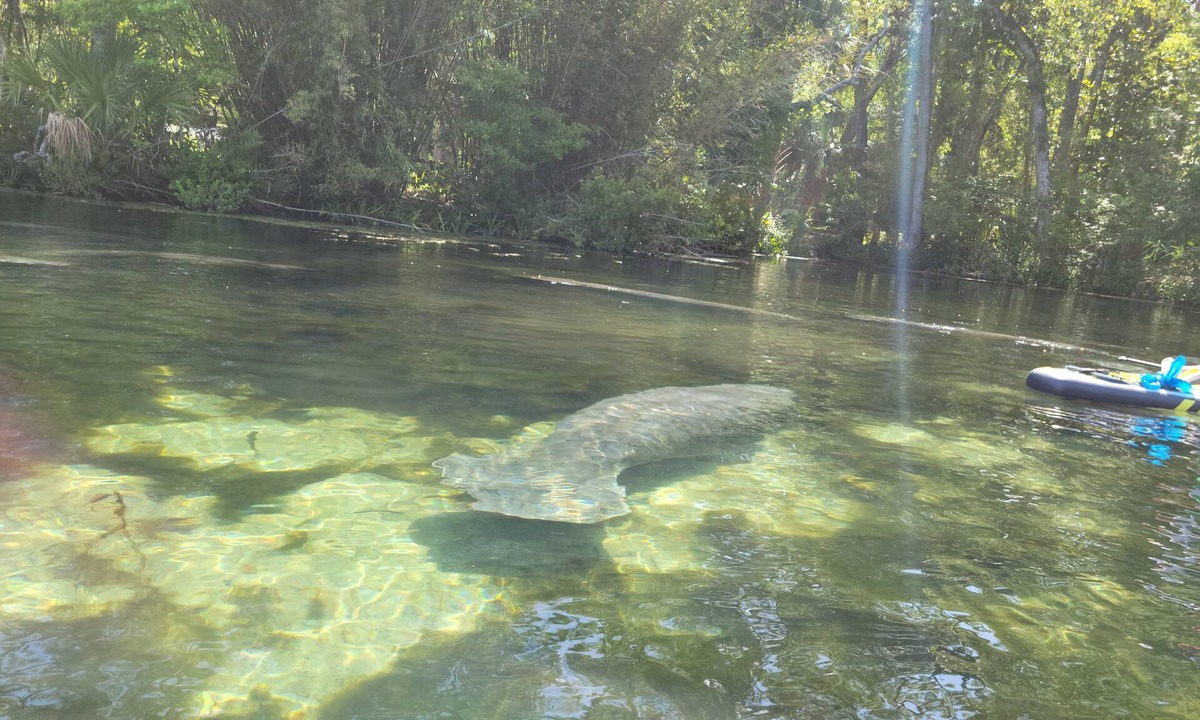 Homosassa House | Deep water canal with direct access to the Homosassa River. Scalloping heaven.