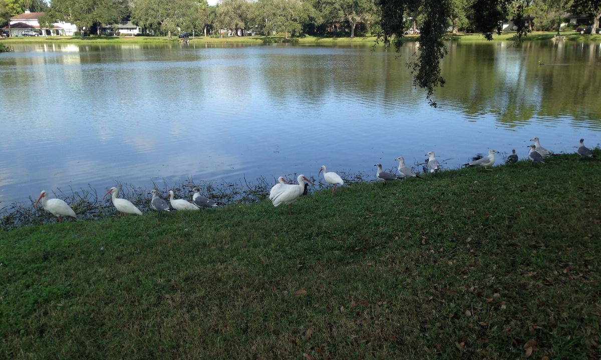 St. Petersburg Cottage | Private Tropical Studio Cottage - Ideal for 1 for work or play