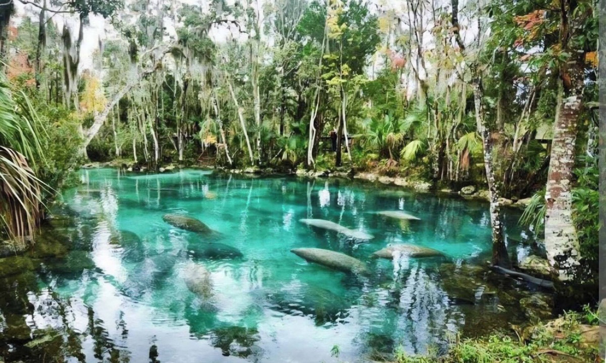 Springs at Kings Bay House | Visit Crystal Rivers Manatees! Sleeps 6, Near Pete's Pier, 3 Sisters & Kings Bay