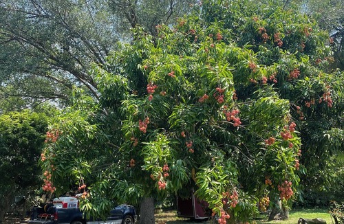 Ludlam Villa | Glamping Miami Farm area RV friendly between Kendall and Key Largo hookup ready!