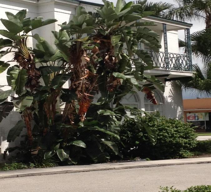 Photo of Buildings in Clewiston