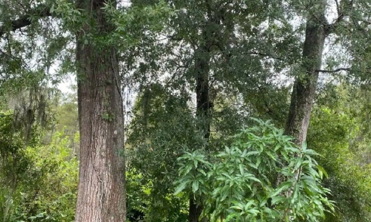 Photo of Outdoor in Carrollwood