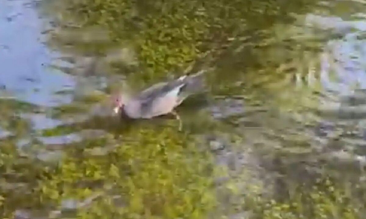 Photo of Others in Carrollwood