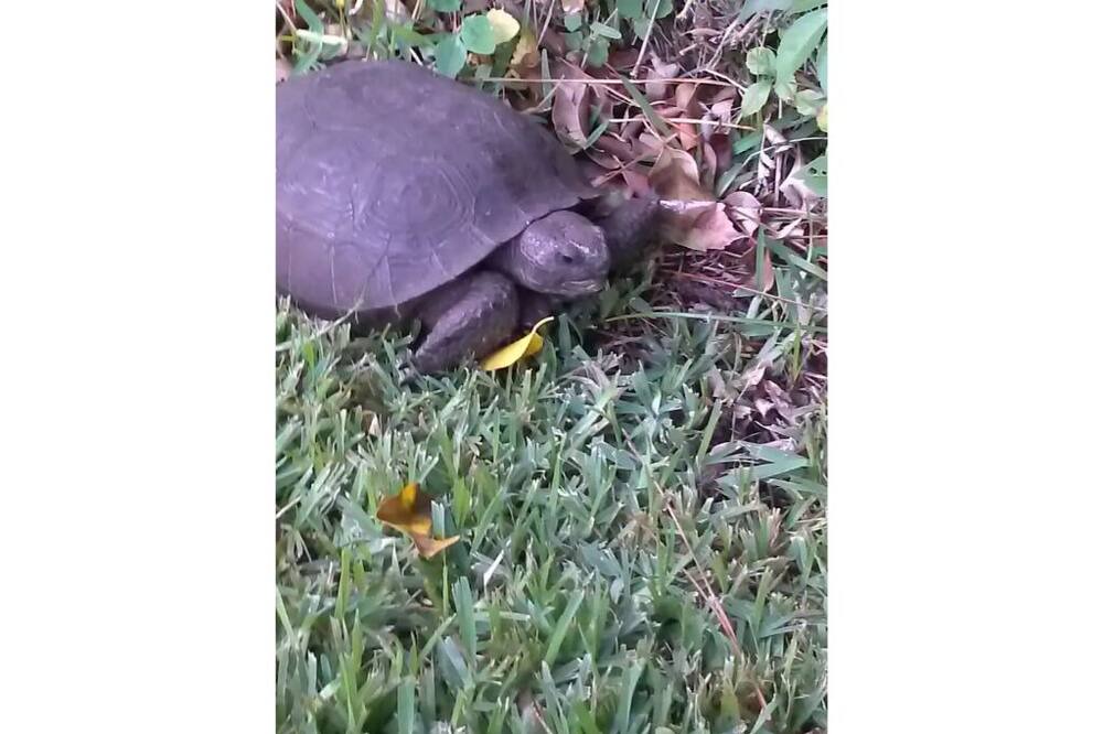 Photo of Others in Indian River Estates