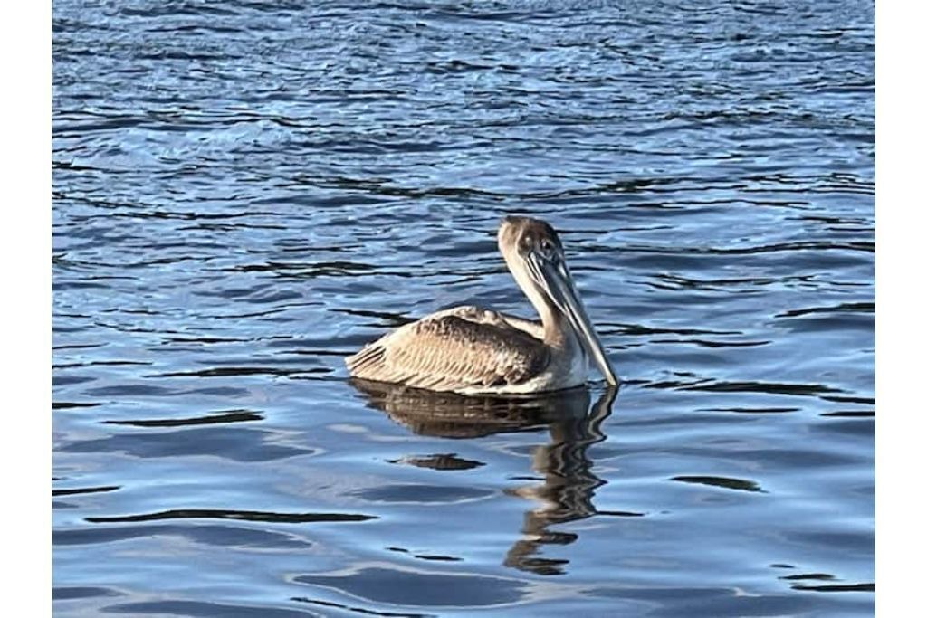 Photo of Others in Collier County