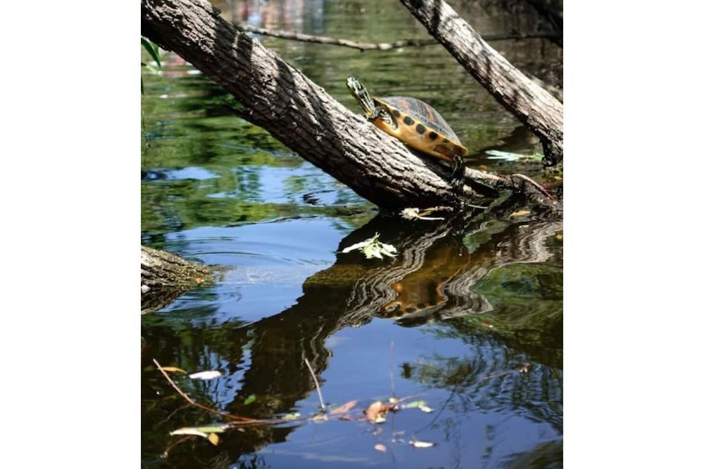 Photo of Others in Collier County