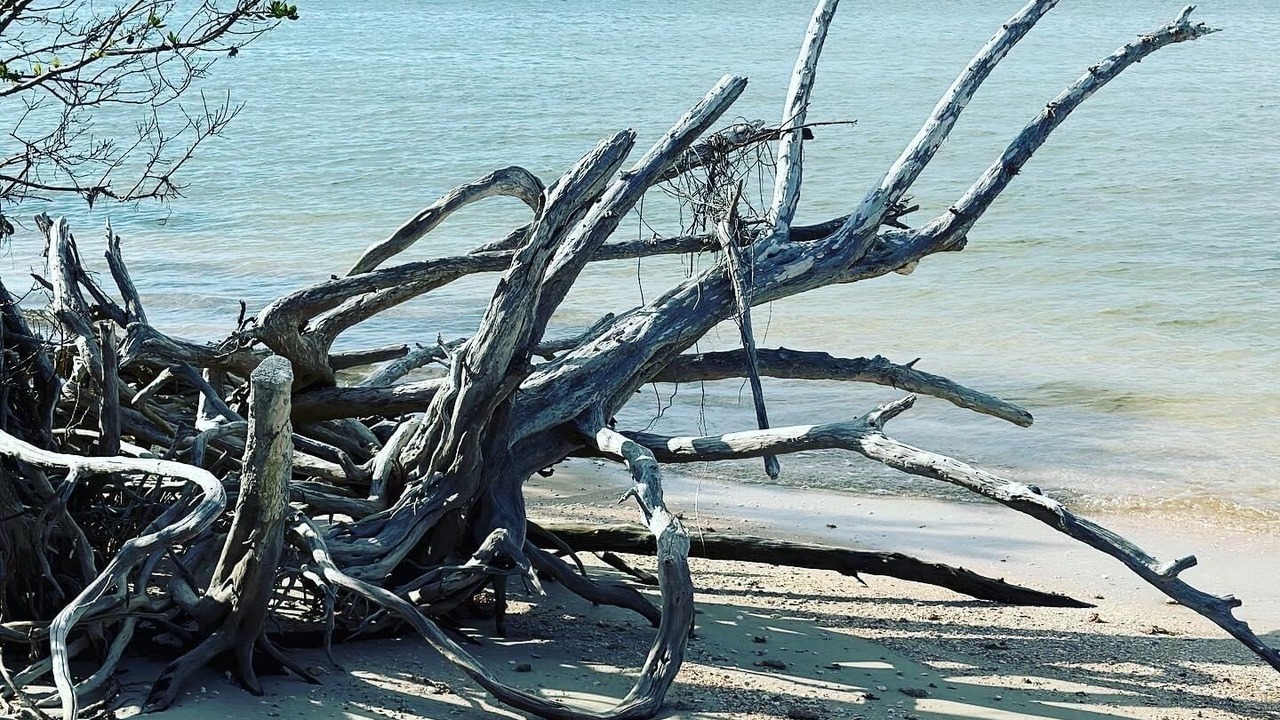 Photo of Others in Collier County
