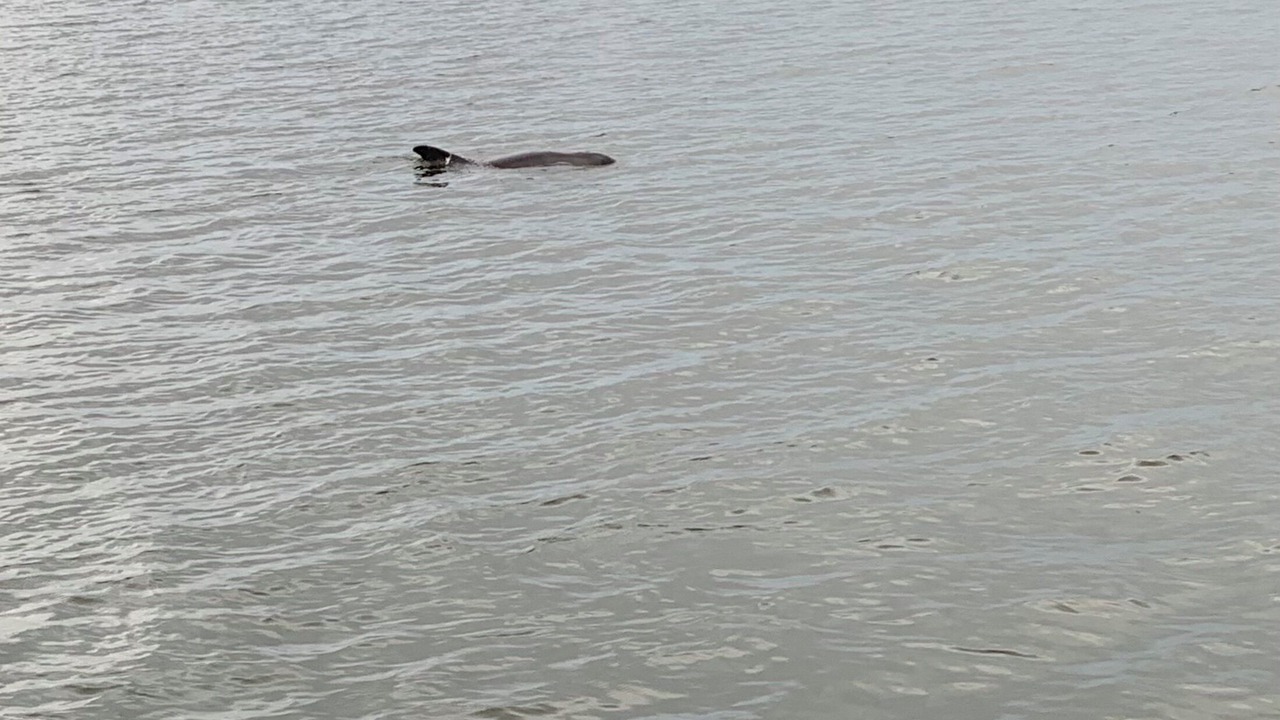 Photo of Outdoor in South Patrick Shores
