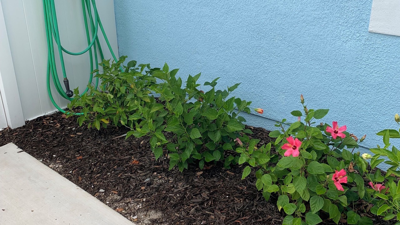 Photo of Outdoor in Alta Vista