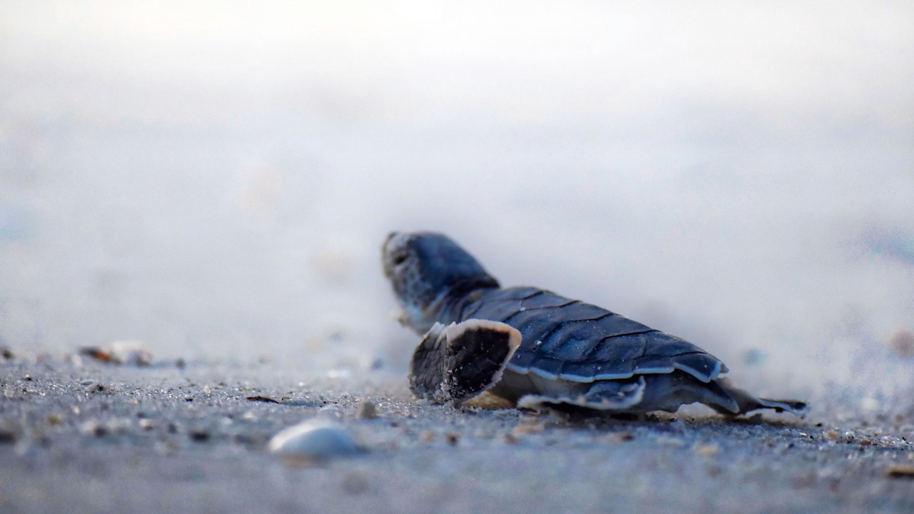 Photo of Others in Nokomis