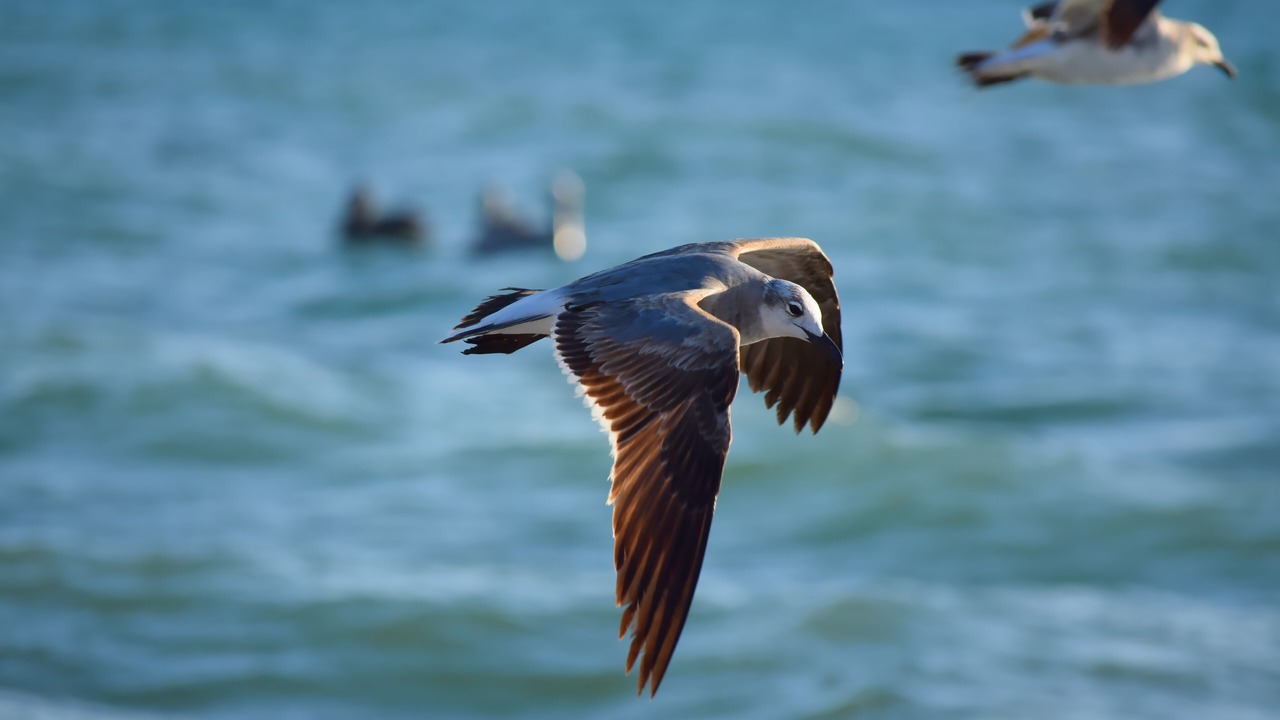 Photo of Others in Nokomis