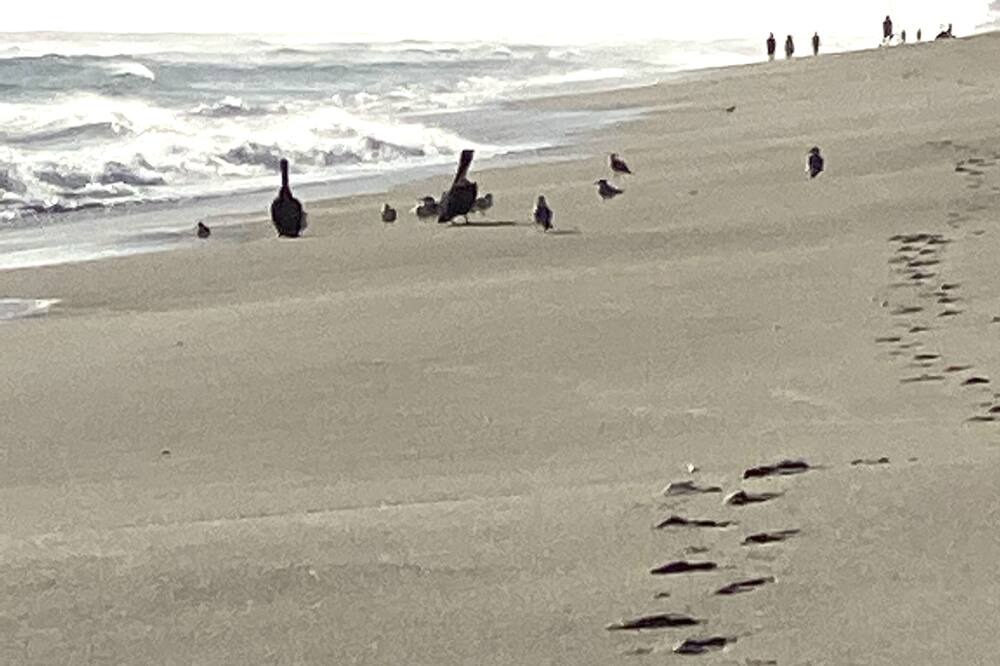 Photo of Others in Melbourne Beach