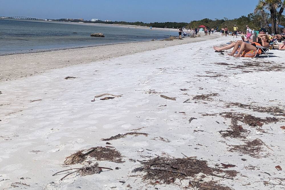 Photo of Others in Fort Myers Beach