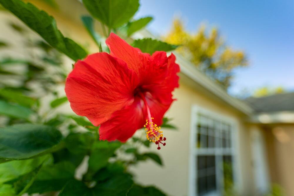 Photo of Outdoor in Palm Bay