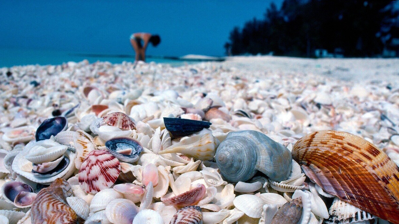 Photo of Others in Sanibel