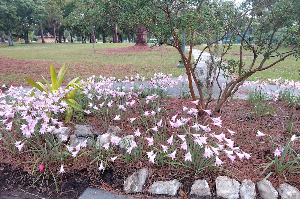 Photo of Outdoor in Gillespie Park