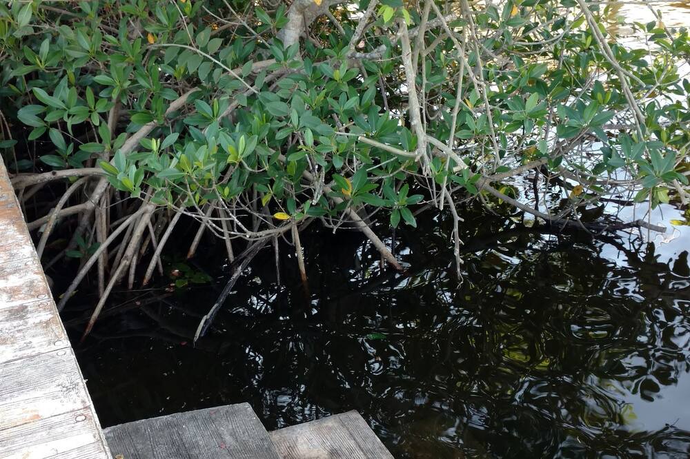 Photo of Others in Palm City