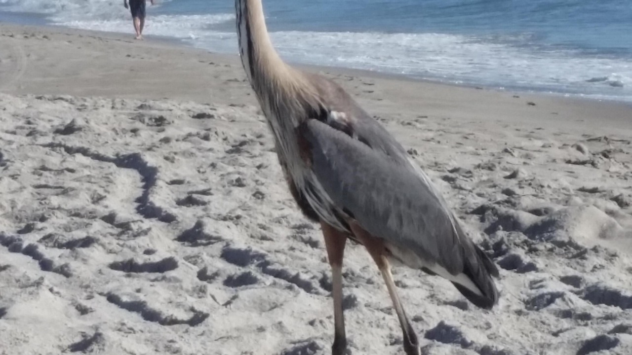 Photo of Others in Indialantic By The Sea
