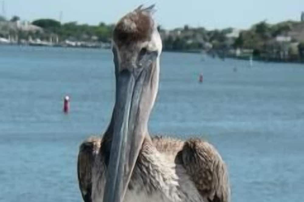 Photo of Others in Vero Beach