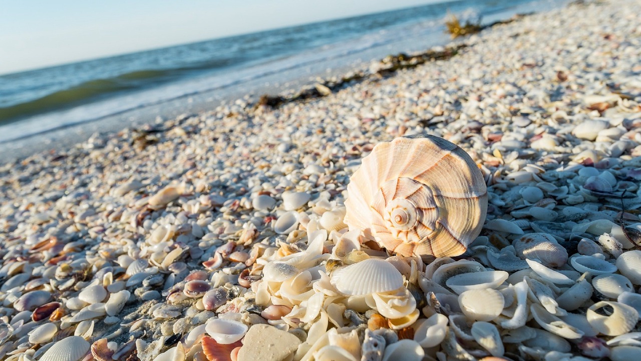 Photo of Others in Sanibel