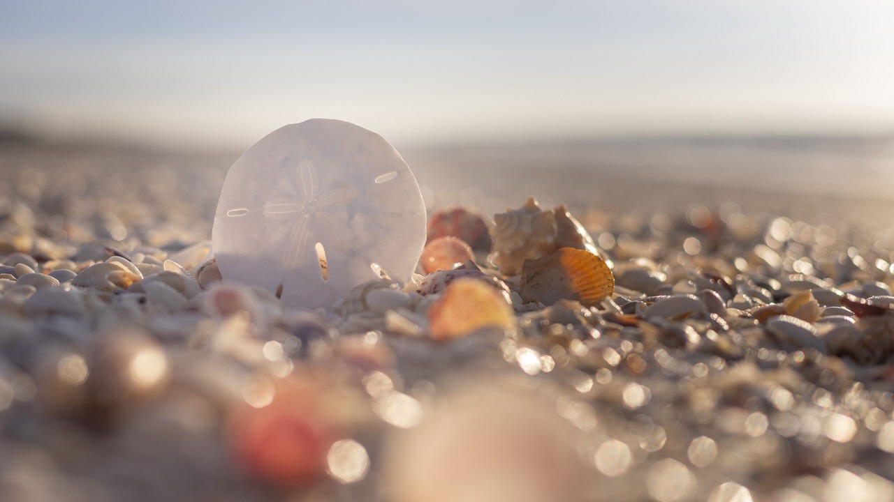Photo of Others in Sanibel