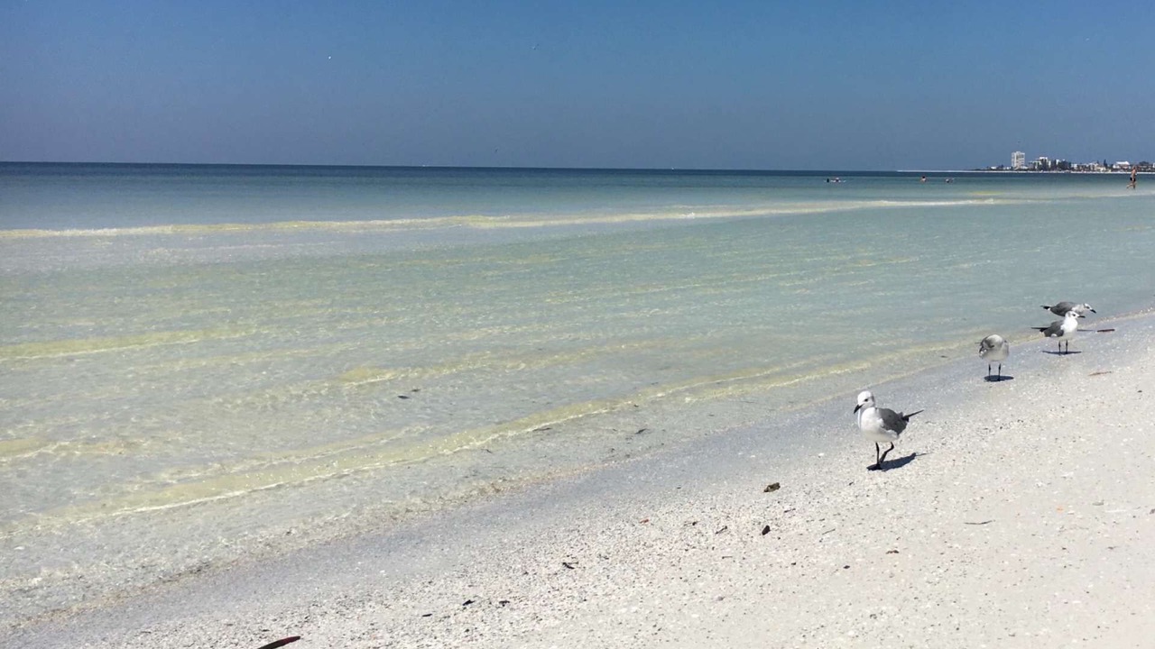 Photo of Outdoor in Siesta Key