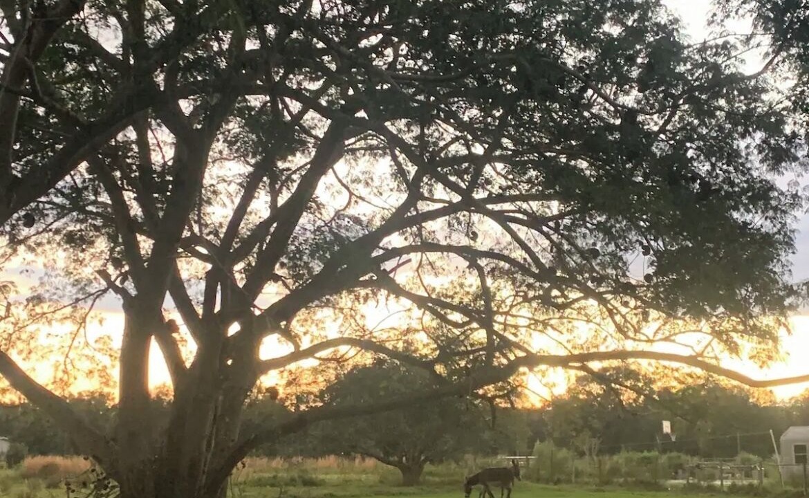 Photo of Others in Arcadia
