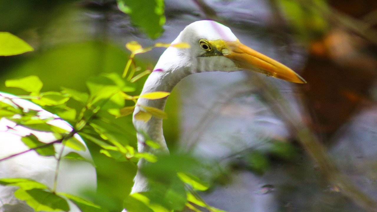 Photo of Others in Jacarandas