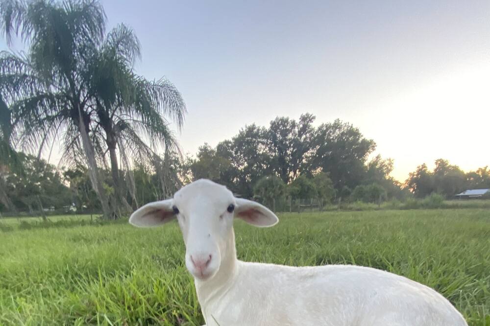 Photo of Outdoor in Braden River