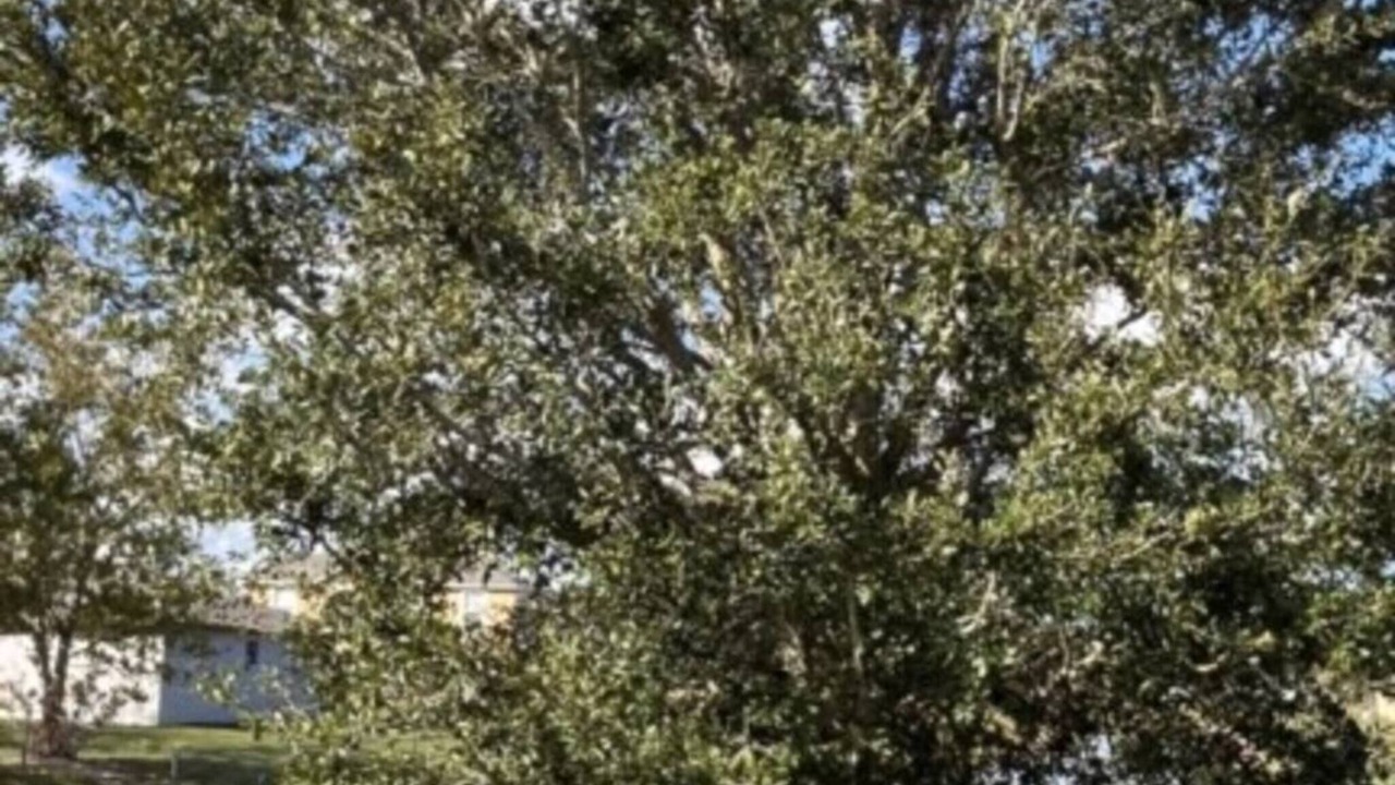 Photo of Outdoor in Poinciana