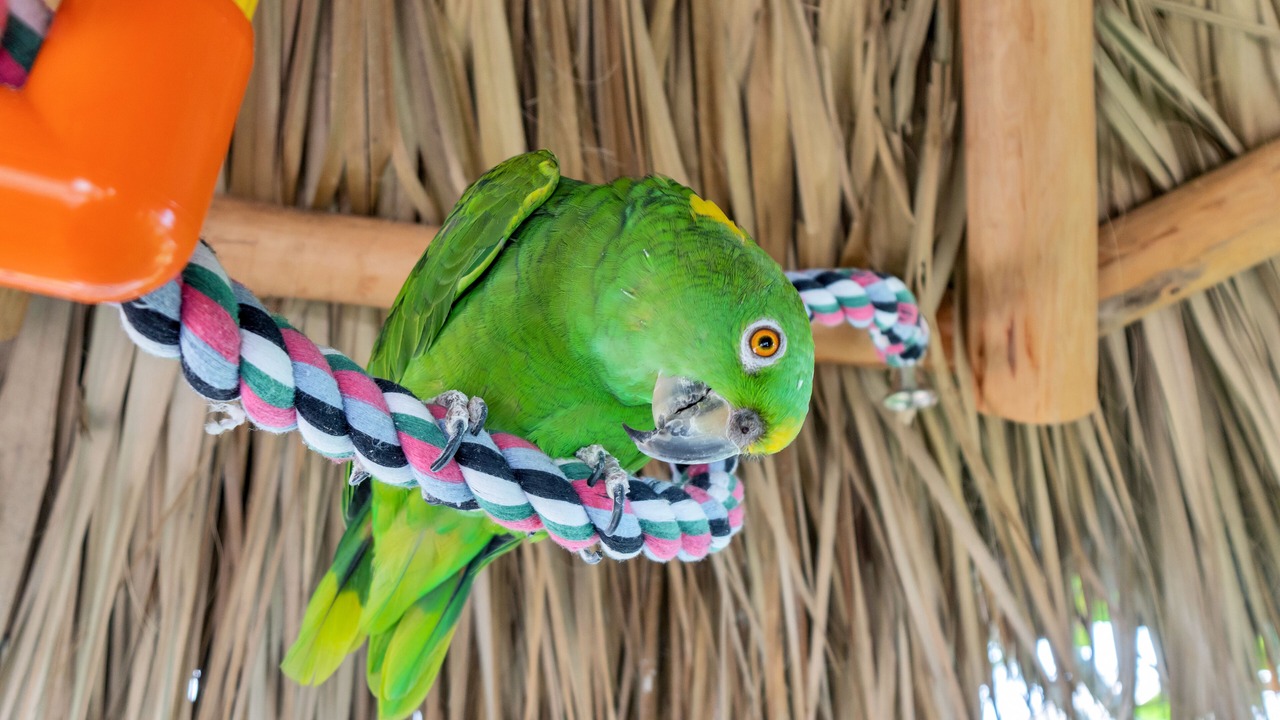 Photo of Outdoor in Fort Myers Beach