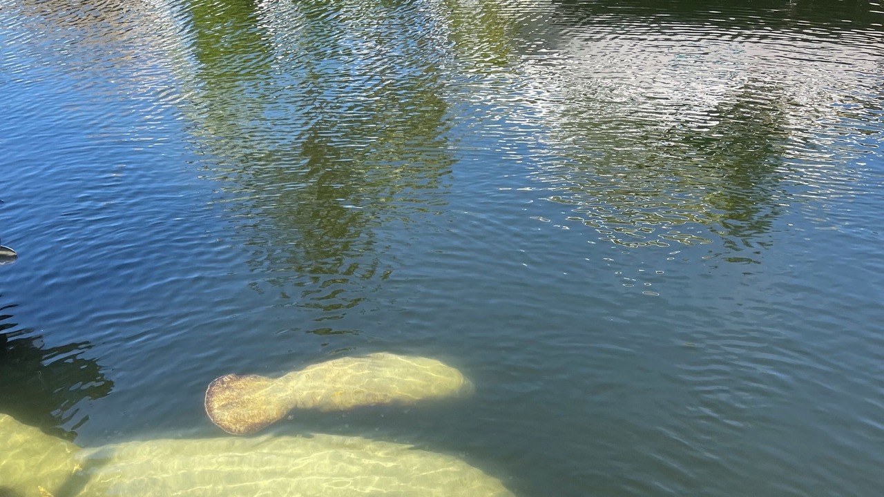 Photo of Others in Indian Waterways