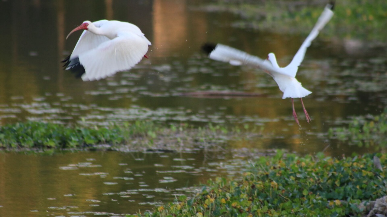 Photo of Others in Bonita Springs