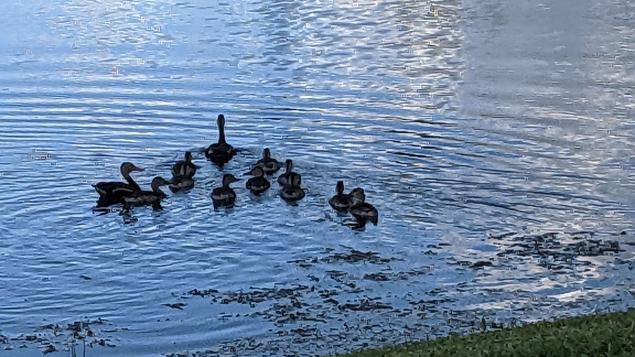 Photo of Others in Port Saint Lucie