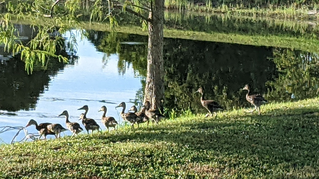 Photo of Outdoor in Port Saint Lucie