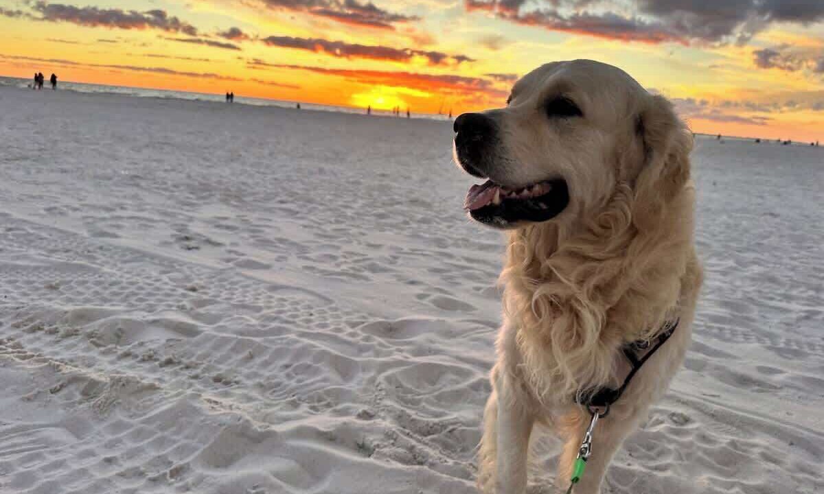 Photo of Others in Fort Myers Beach