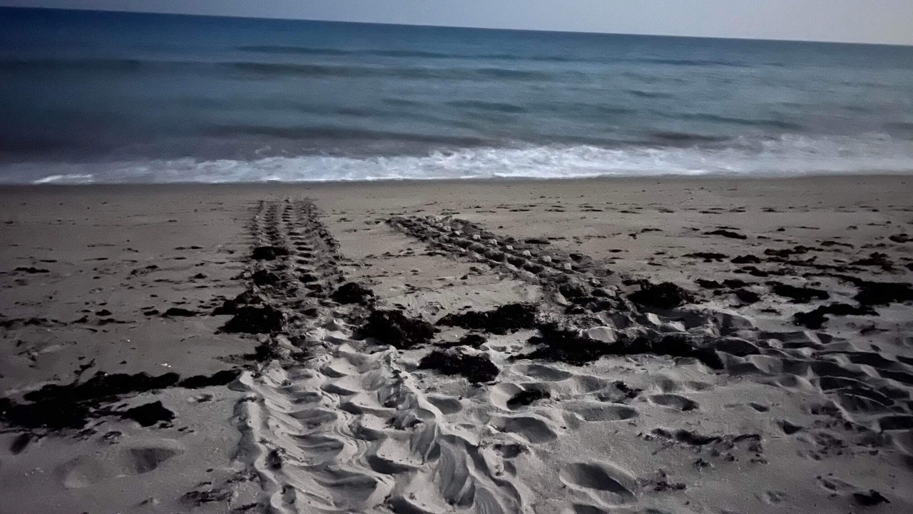Photo of Others in Hutchinson Island South