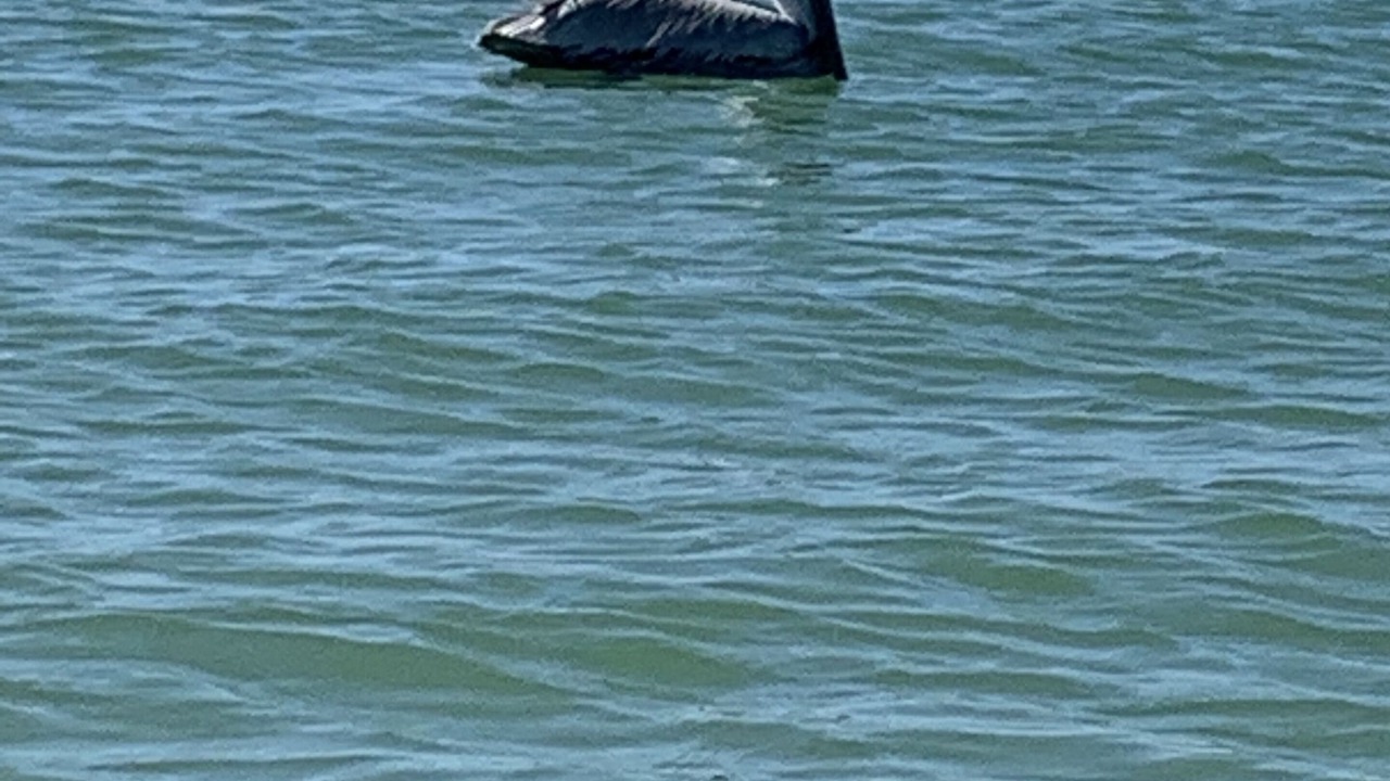 Photo of Others in Gulf Harbor