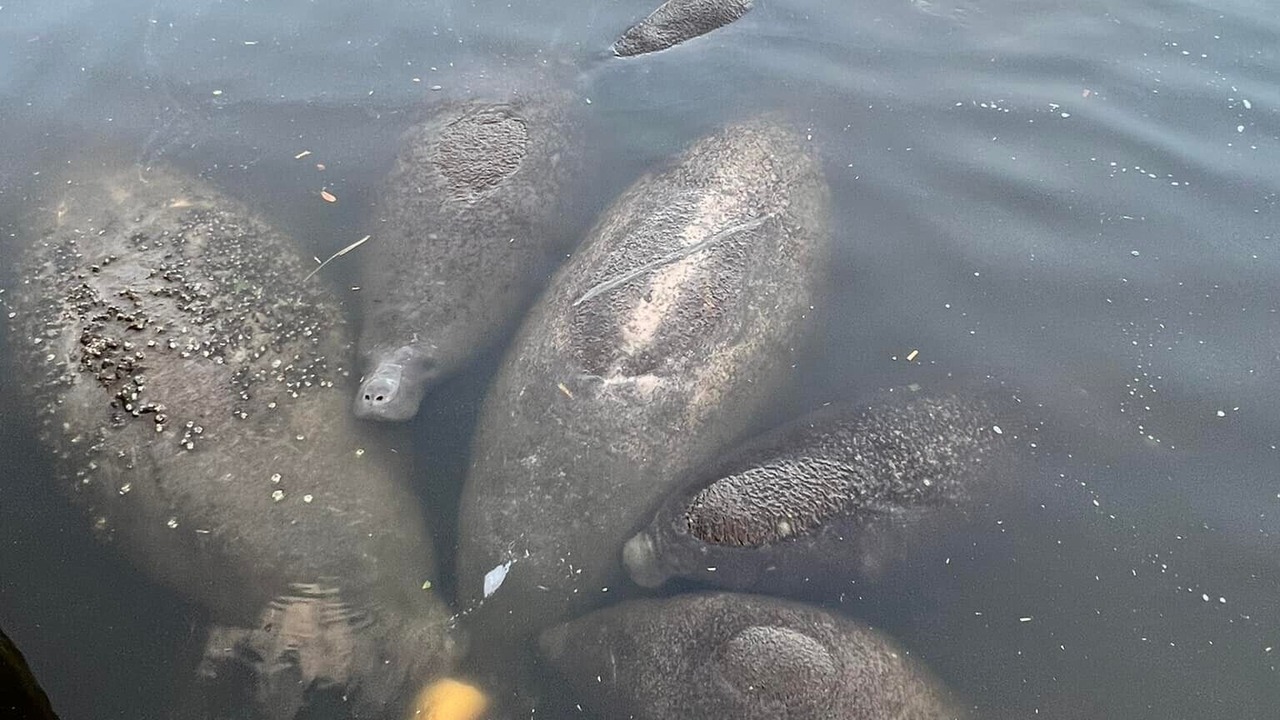 Photo of Others in Harbour Heights