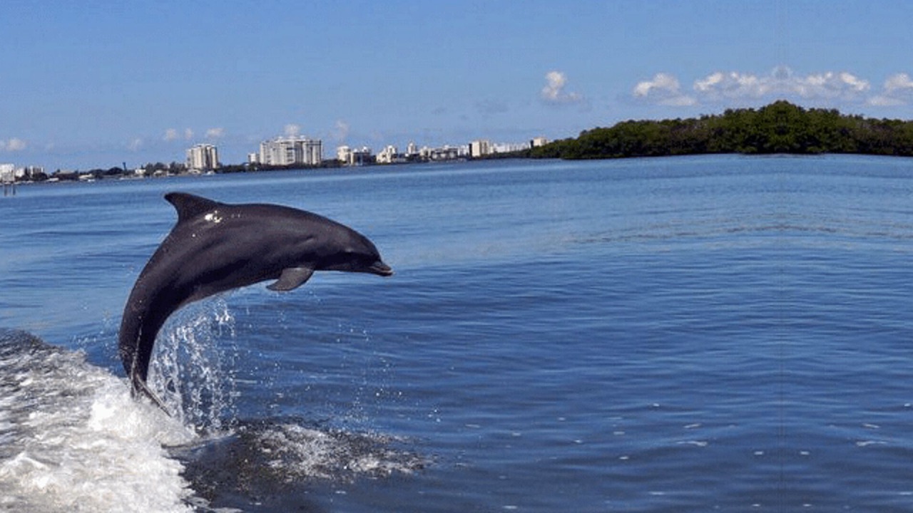 Photo of Outdoor in Fort Myers