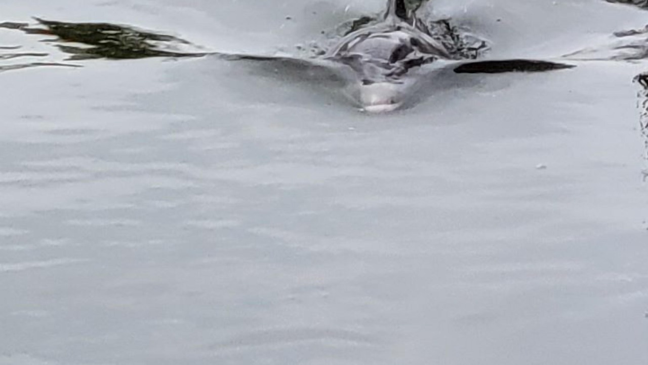 Photo of Others in Sanibel Isles