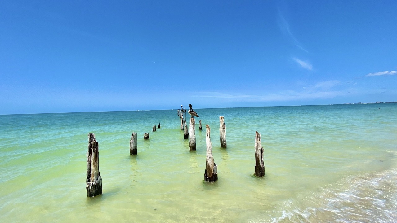 Photo of Others in South Island