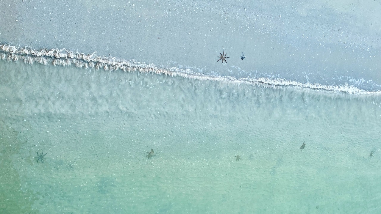 Photo of Others in South Island