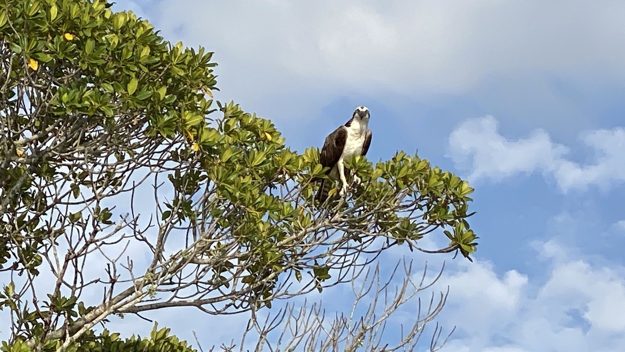 Photo of Others in South Island