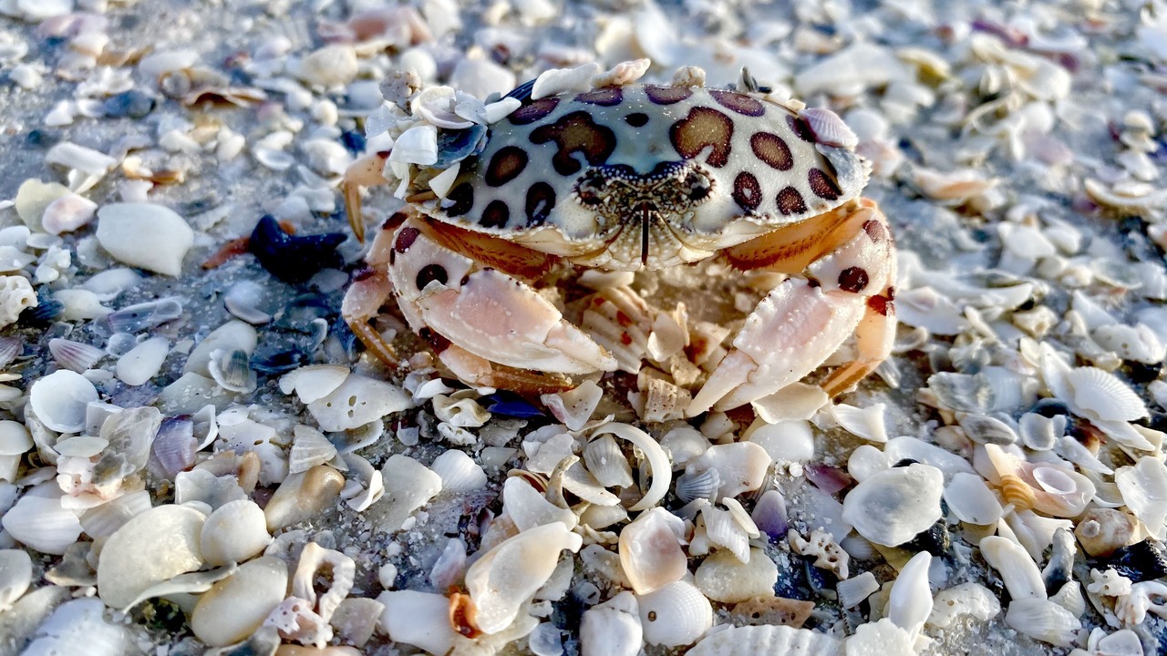 Photo of Others in South Island