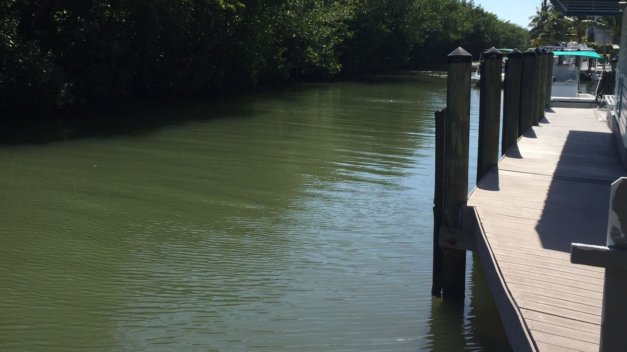 Photo of Others in Safety Harbor Club