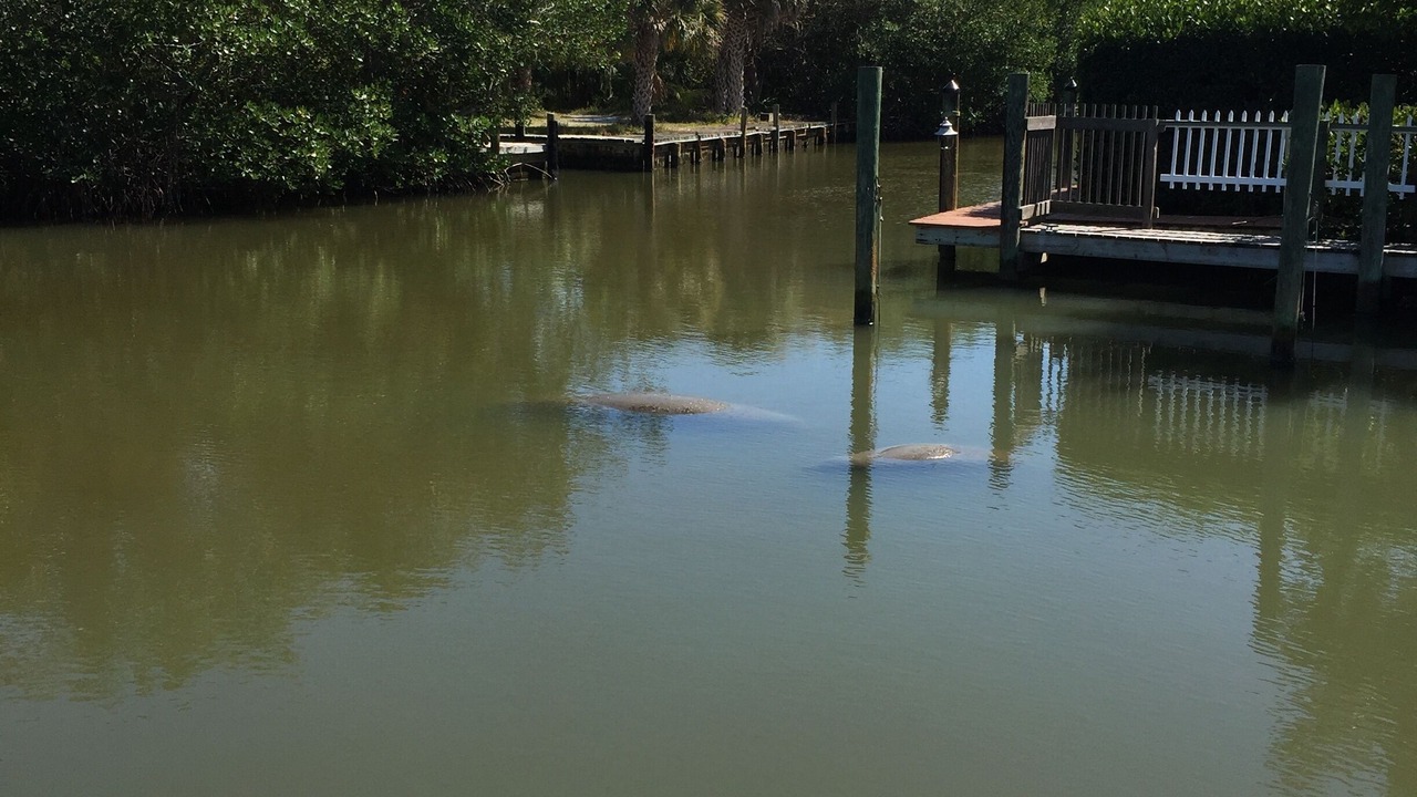 Photo of Outdoor in Safety Harbor Club