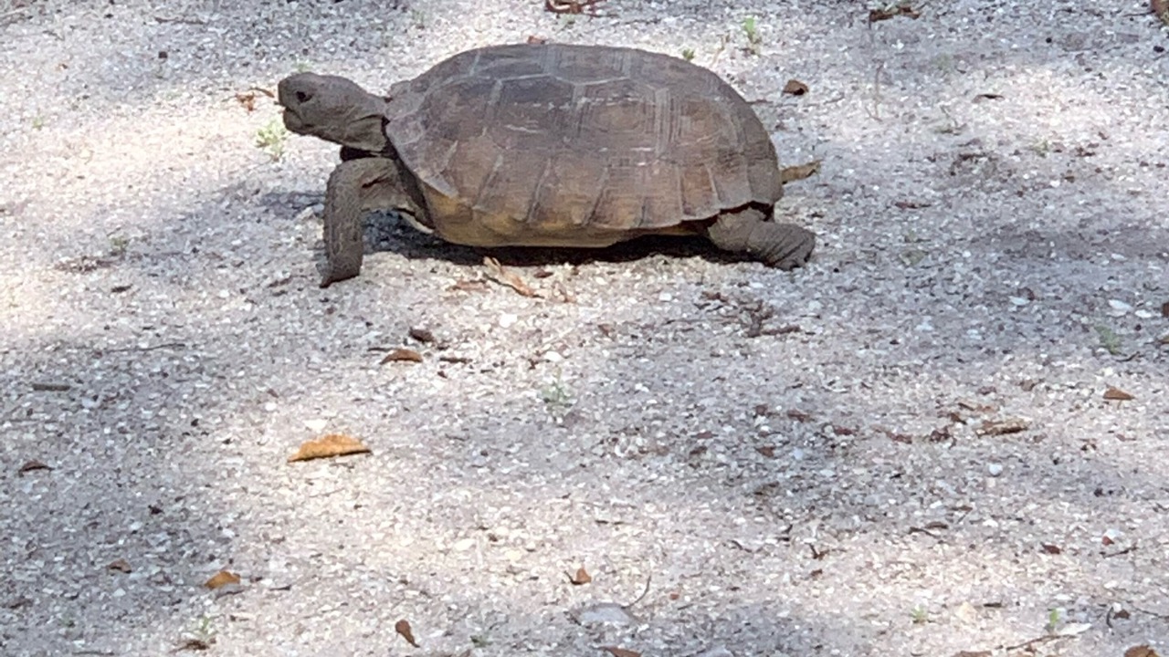 Photo of Outdoor in Safety Harbor Club