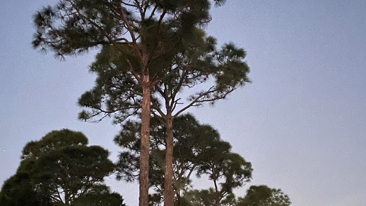 Photo of Others in Sarasota