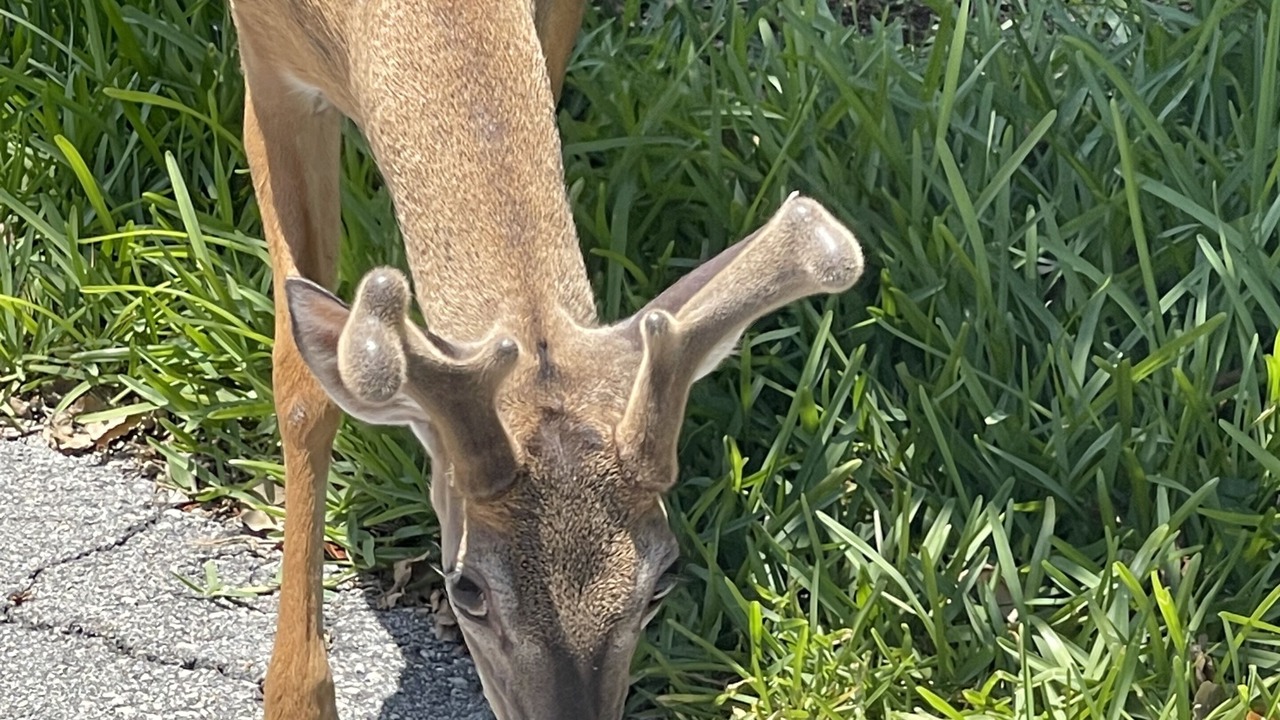 Photo of Outdoor in Big Pine Key